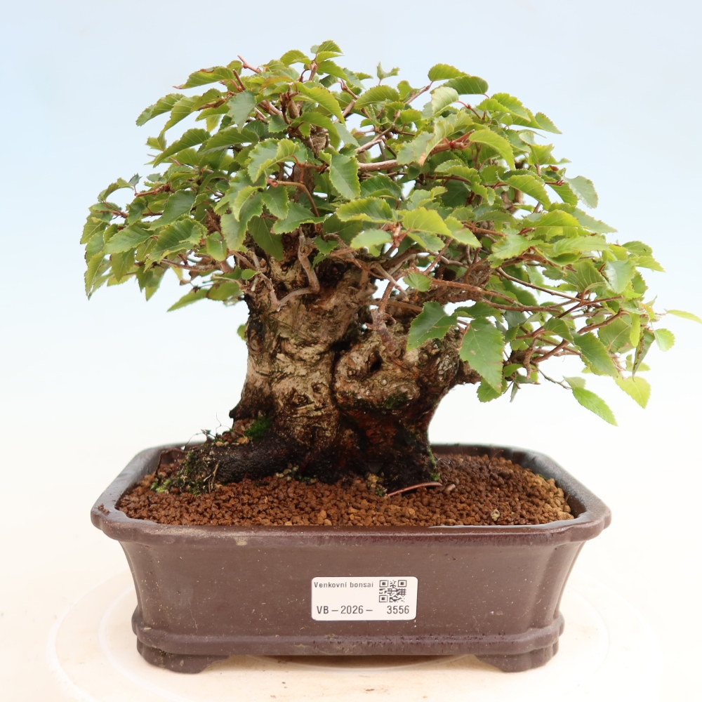 Bonsai da esterno -Carpinus CARPINOIDES - Carpino coreano