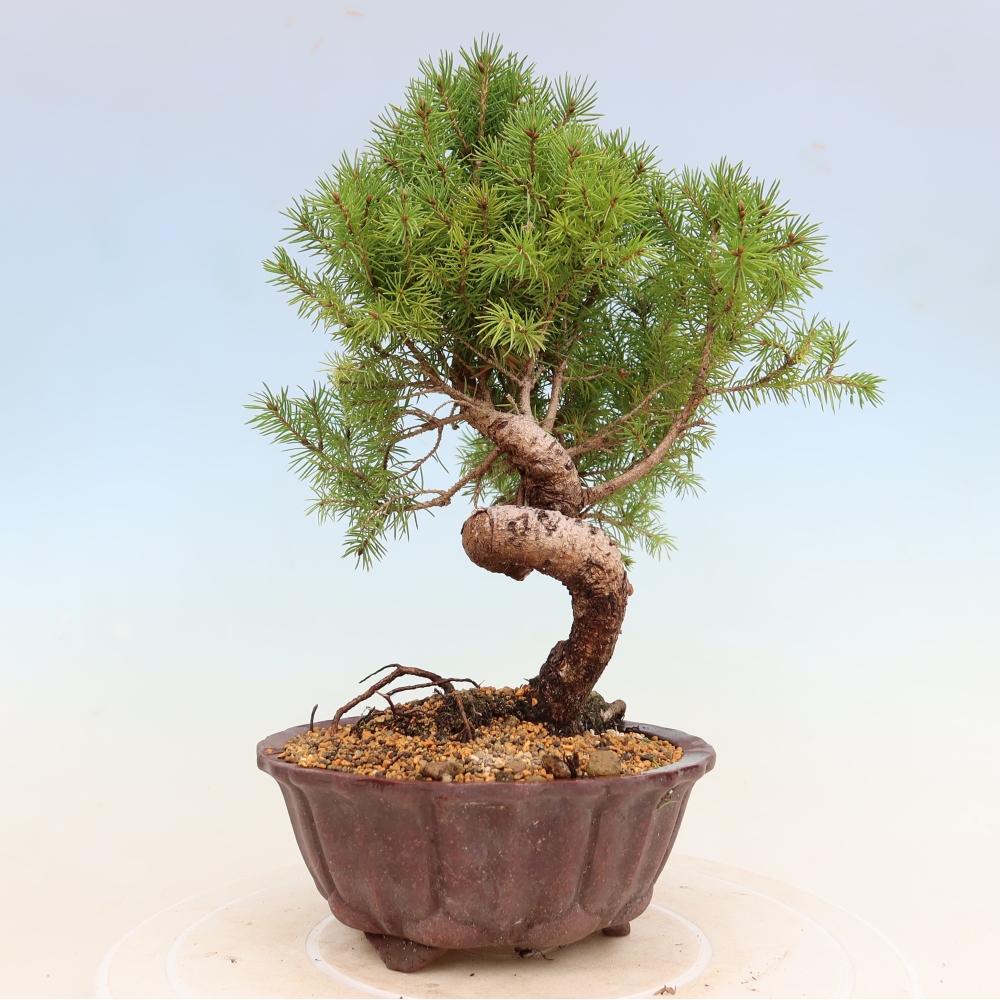 Bonsai da esterno - Abete rosso - Picea glauca globo