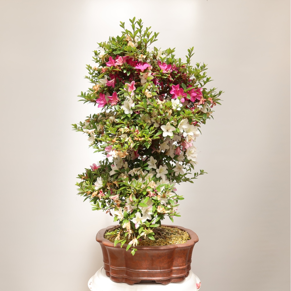 Bonsai da esterno - Azalea giapponese - Azalea Shunen