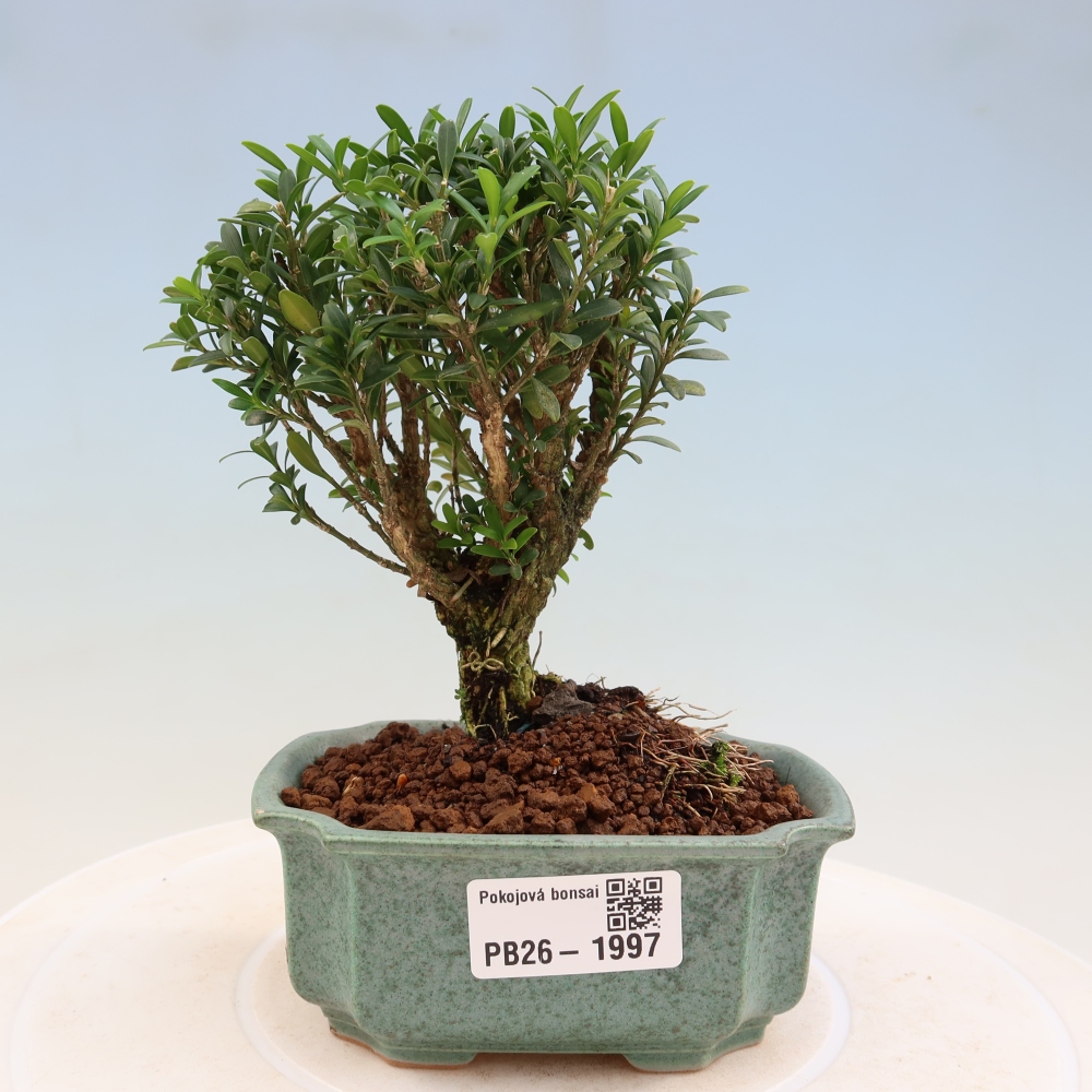 Camera bonsai - Buxus harlandii - buxus da sughero