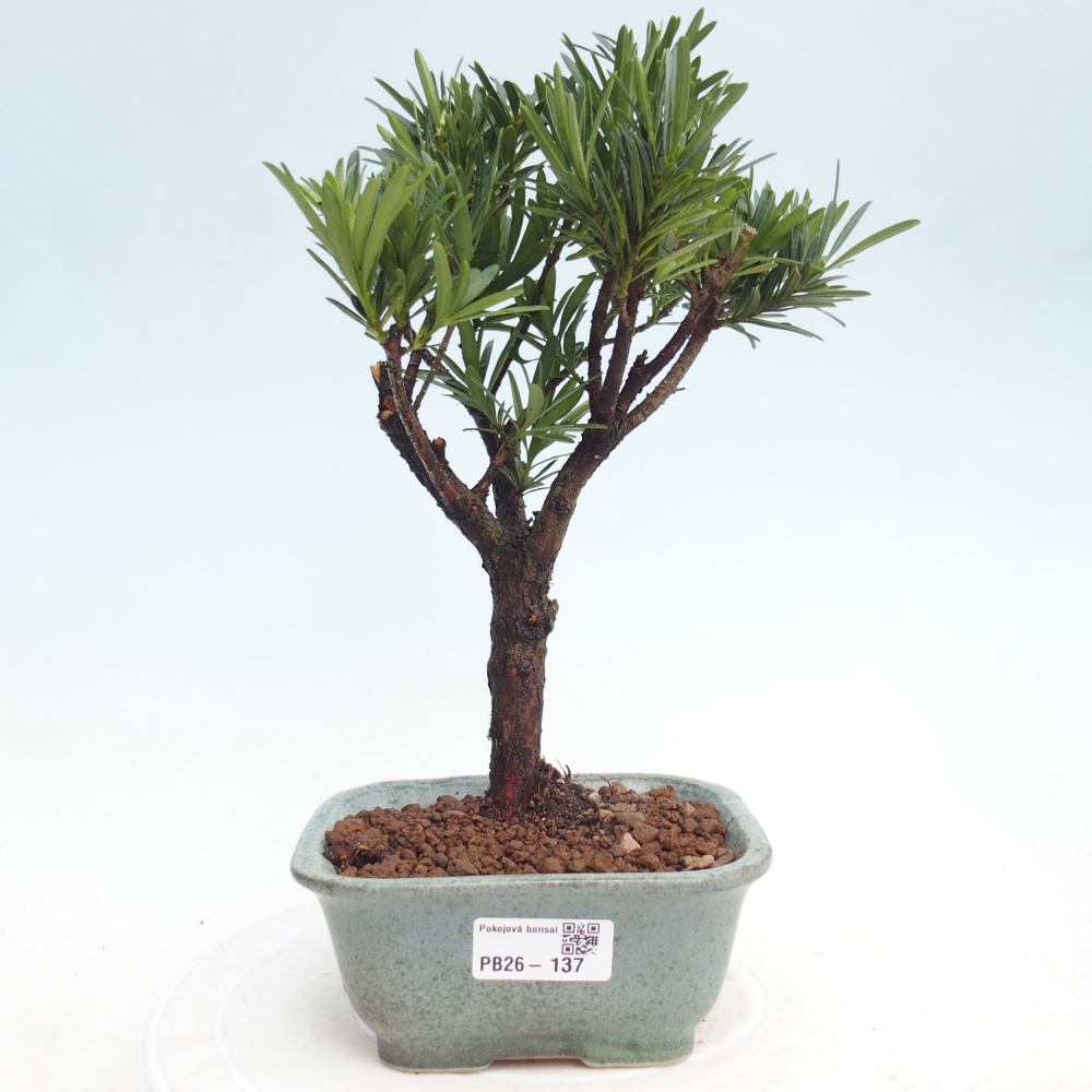 Camera bonsai - Podocarpus - Tasso delle pietre