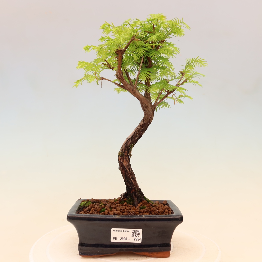 Bonsai da esterno - Metasequoia glyptostroboides - Metasequoia cinese