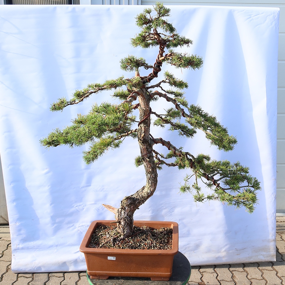 Pinus sylvestris Spagna - pino silvestre