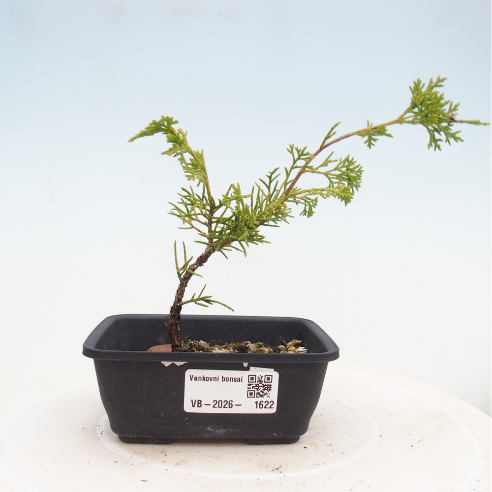 Bonsai da esterno - Juniperus chinensis Itoigawa