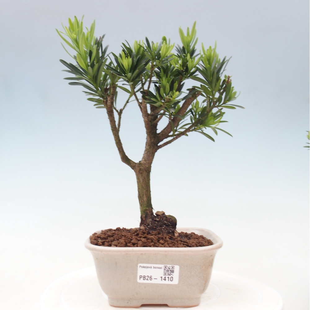 Camera bonsai - Podocarpus - Tasso delle pietre