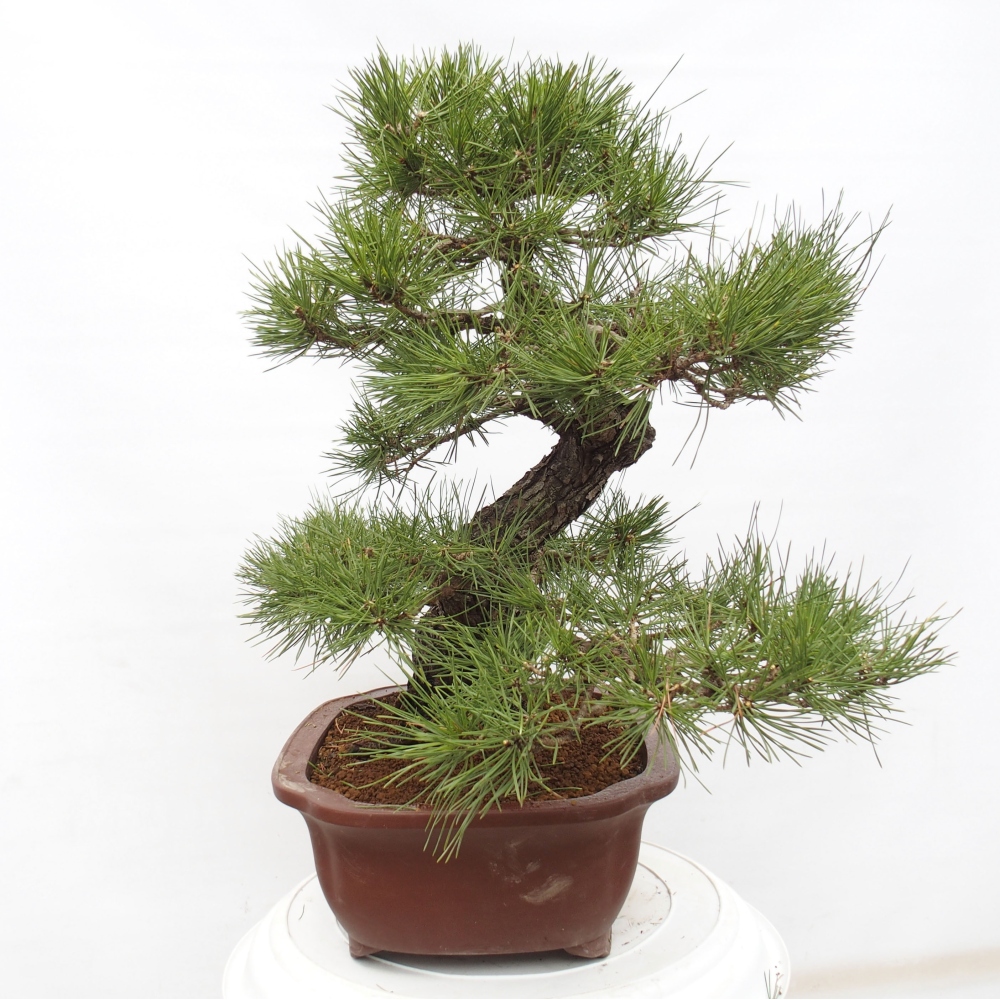 Bonsai da esterno - Pinus thunbergii - Pino di Thunberg