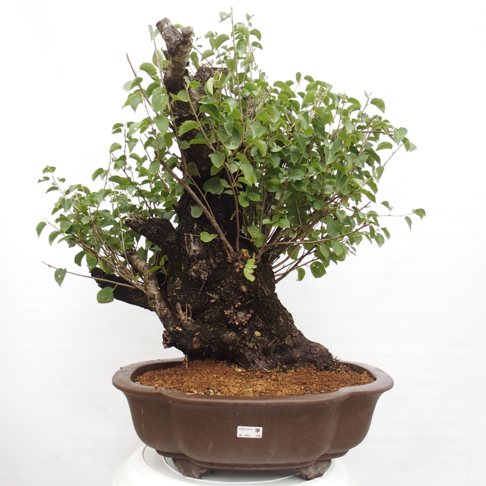 Bonsai da esterno - Mahalebka - Prunus mahaleb