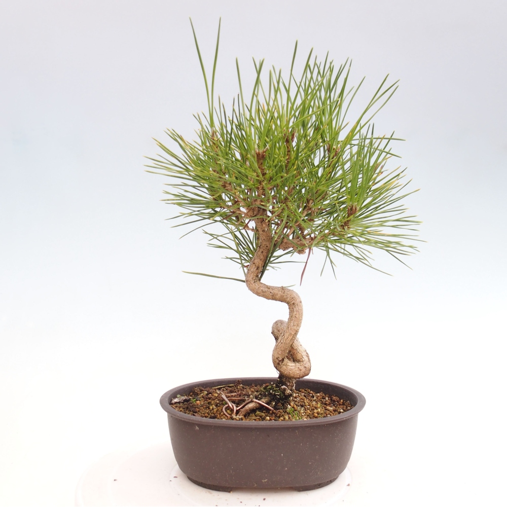 Bonsai da esterno - Pinus thunbergii - Pino di Thunberg