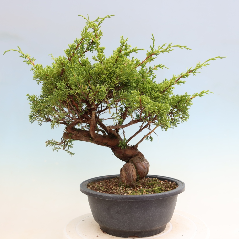 Bonsai da esterno - Juniperus chinensis Itoigawa-Juniperus chinensis