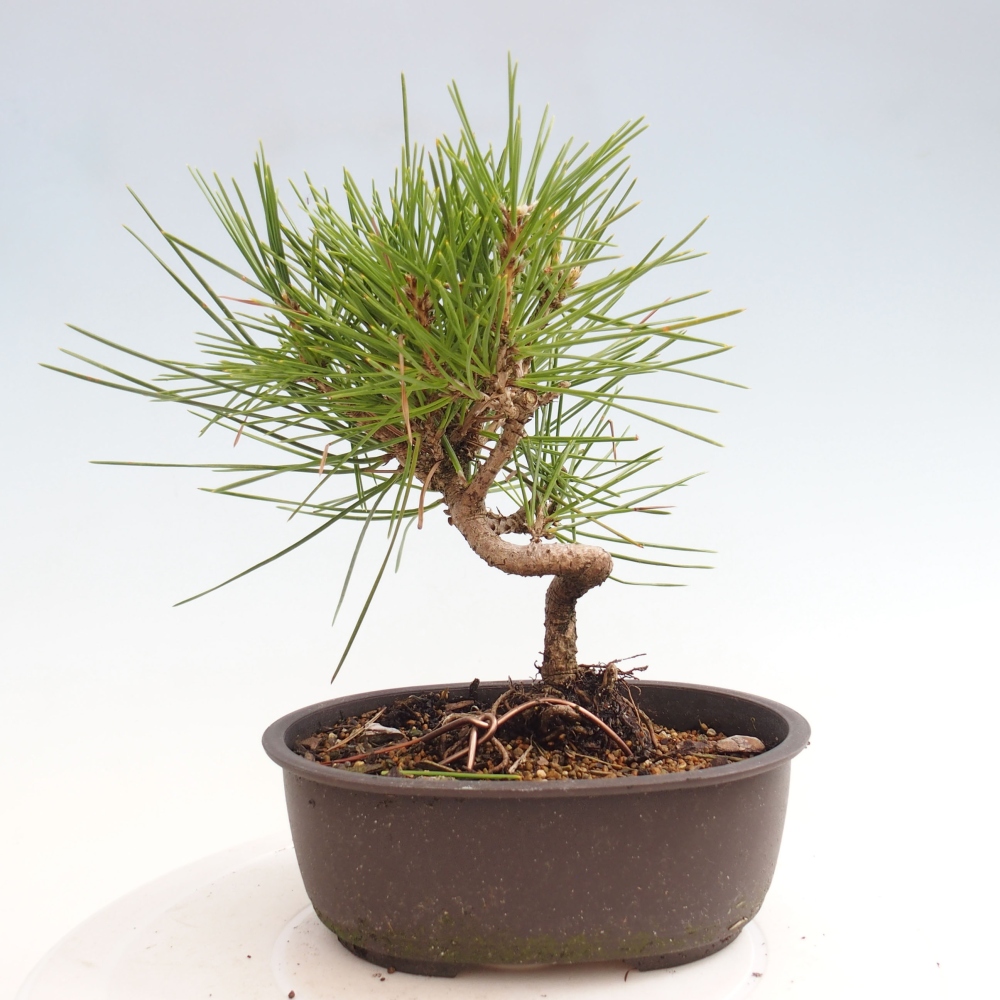 Bonsai da esterno - Pinus thunbergii - Pino di Thunberg