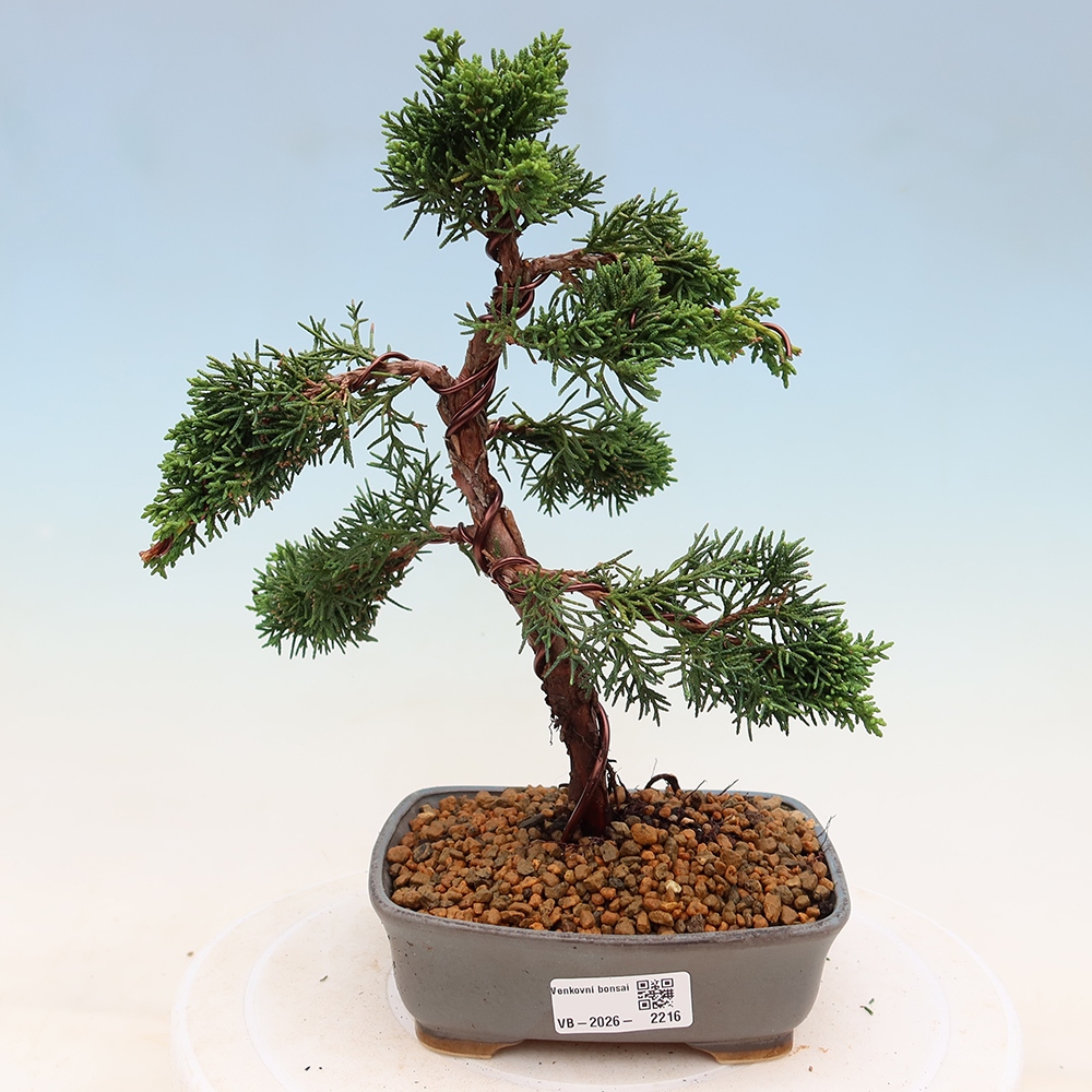 Bonsai da esterno - Juniperus chinensis Kishu