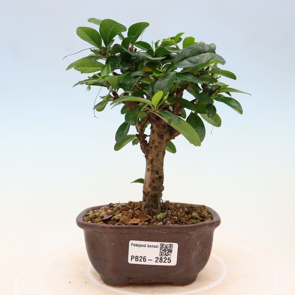 Camera bonsai - Carmona macrophylla - Tea fuki