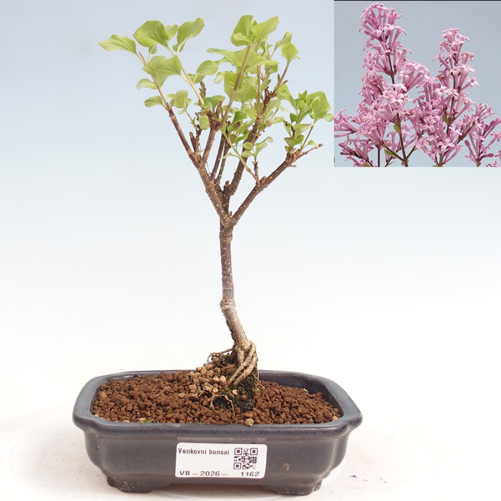 Bonsai da esterno - Syringa Meyeri Palibin - Lillà di Meyer