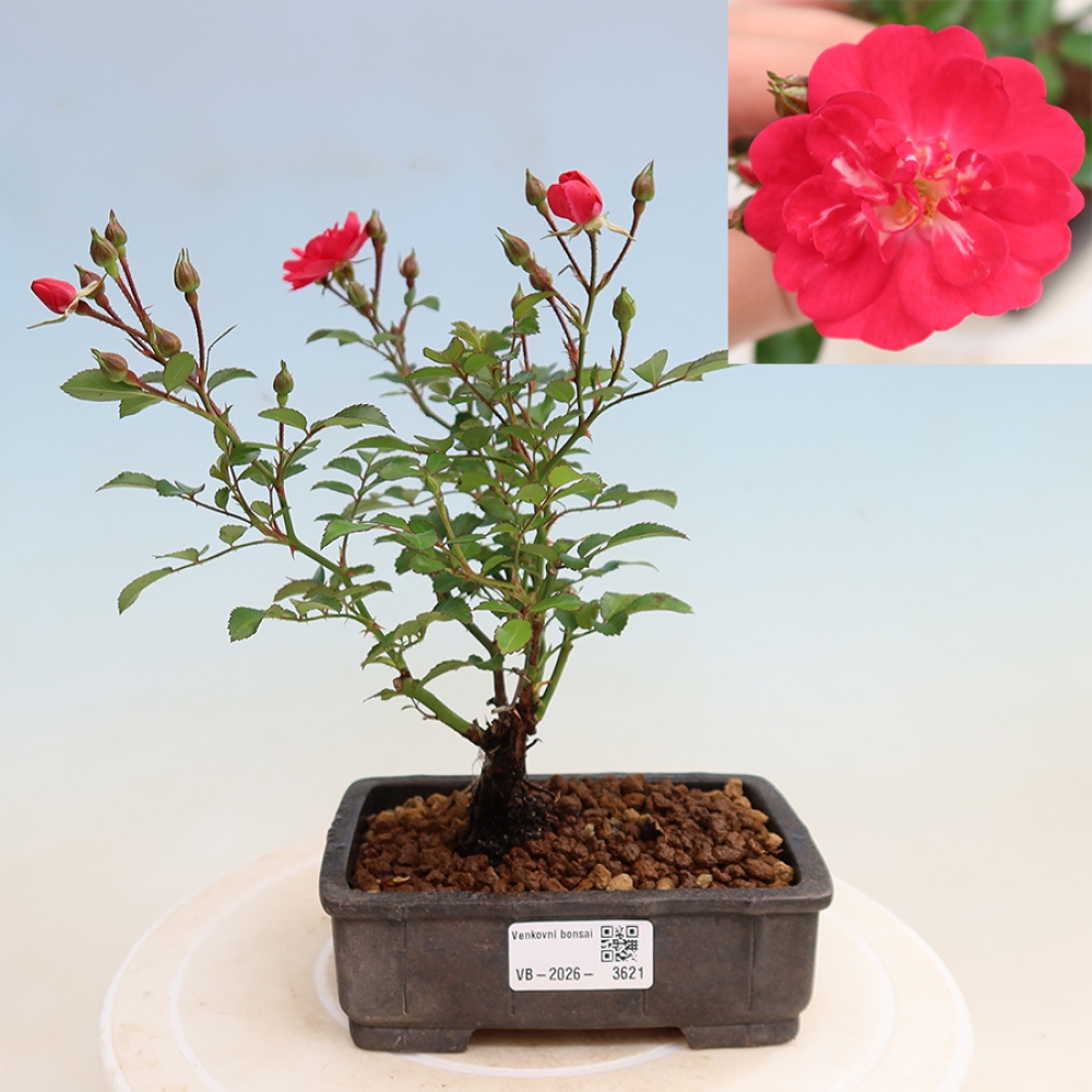 Bonsai da esterno - Rosa Kordes - rosa