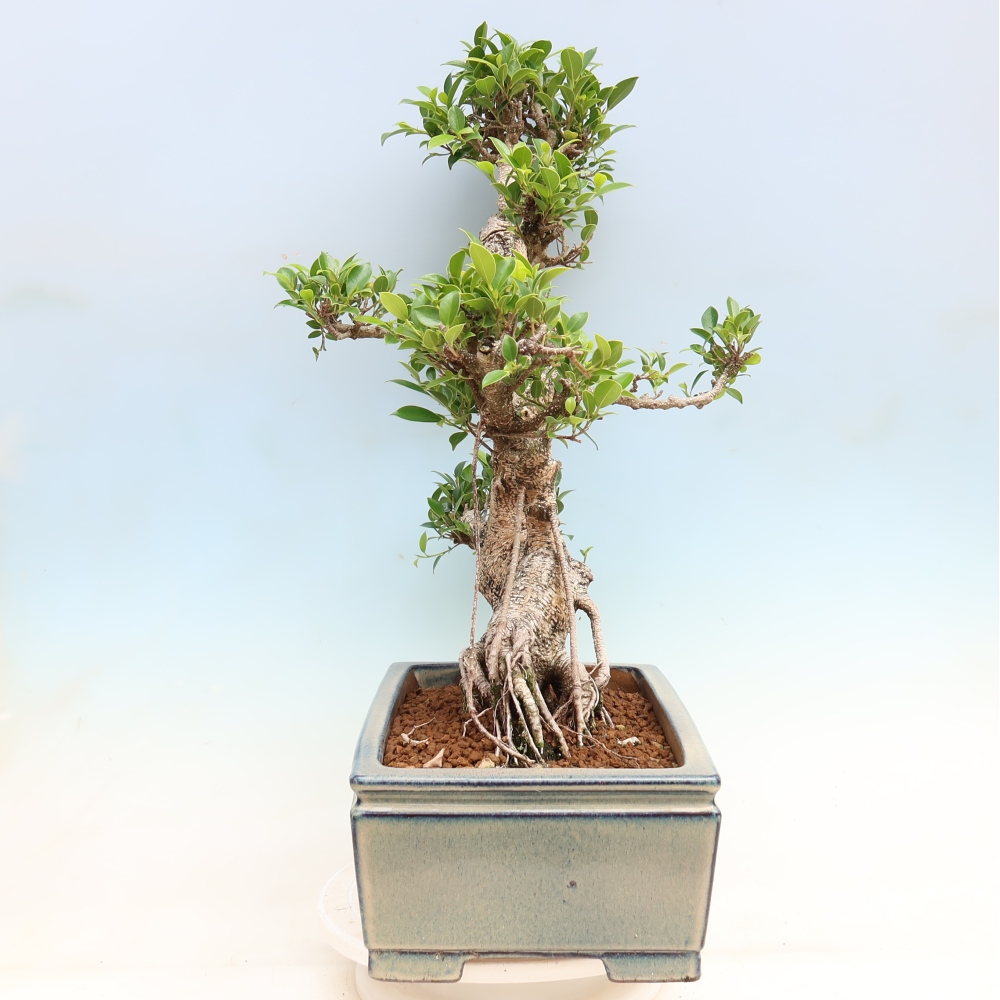 Camera bonsai - Ficus kimmen - ficus a foglie piccole