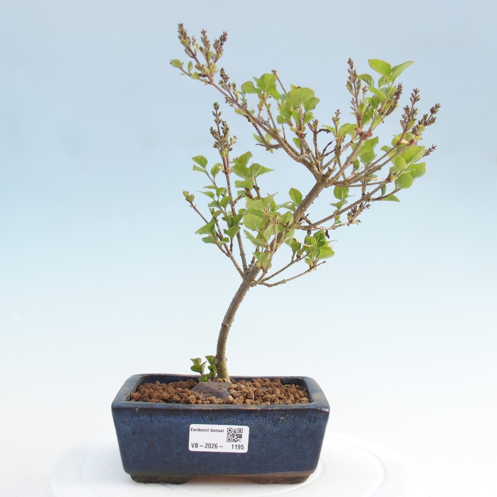 Bonsai da esterno - Syringa Meyeri Palibin - Lillà di Meyer