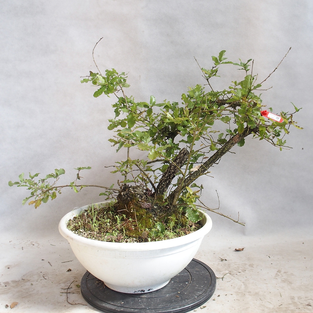 Bonsai da esterno Quercus Cerris - Quercia Cer