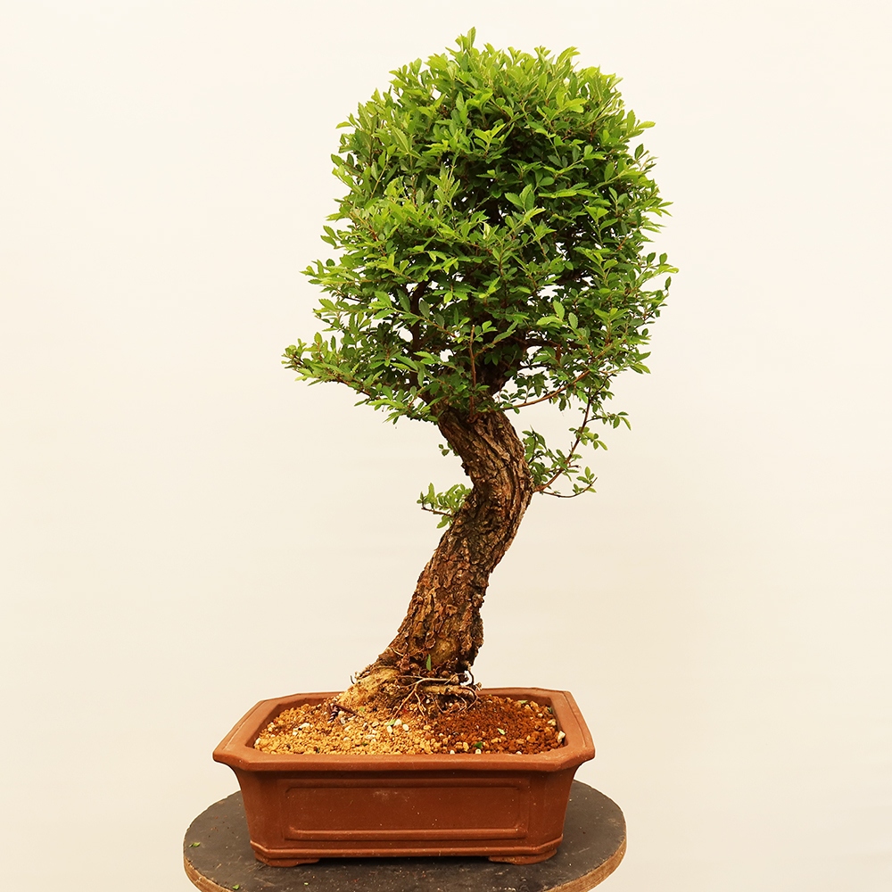 Bonsai da esterno - Zelkova - Zelkova NIRE