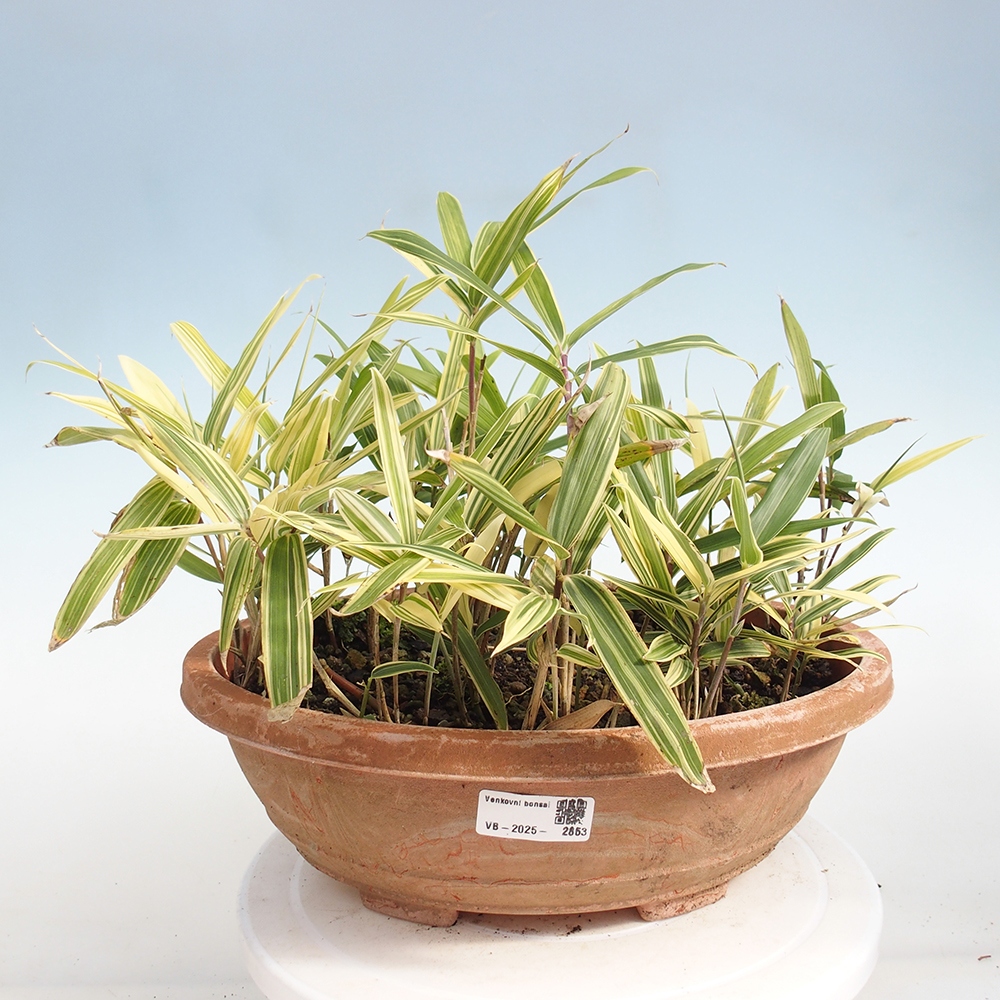 Bonsai da esterno - Sasaella masamuneana Albostriata - Bambù