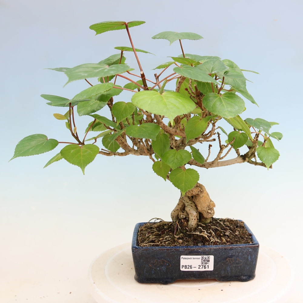 Bonsai da interno - Hibiscus tiliaceus - Ibisco marino
