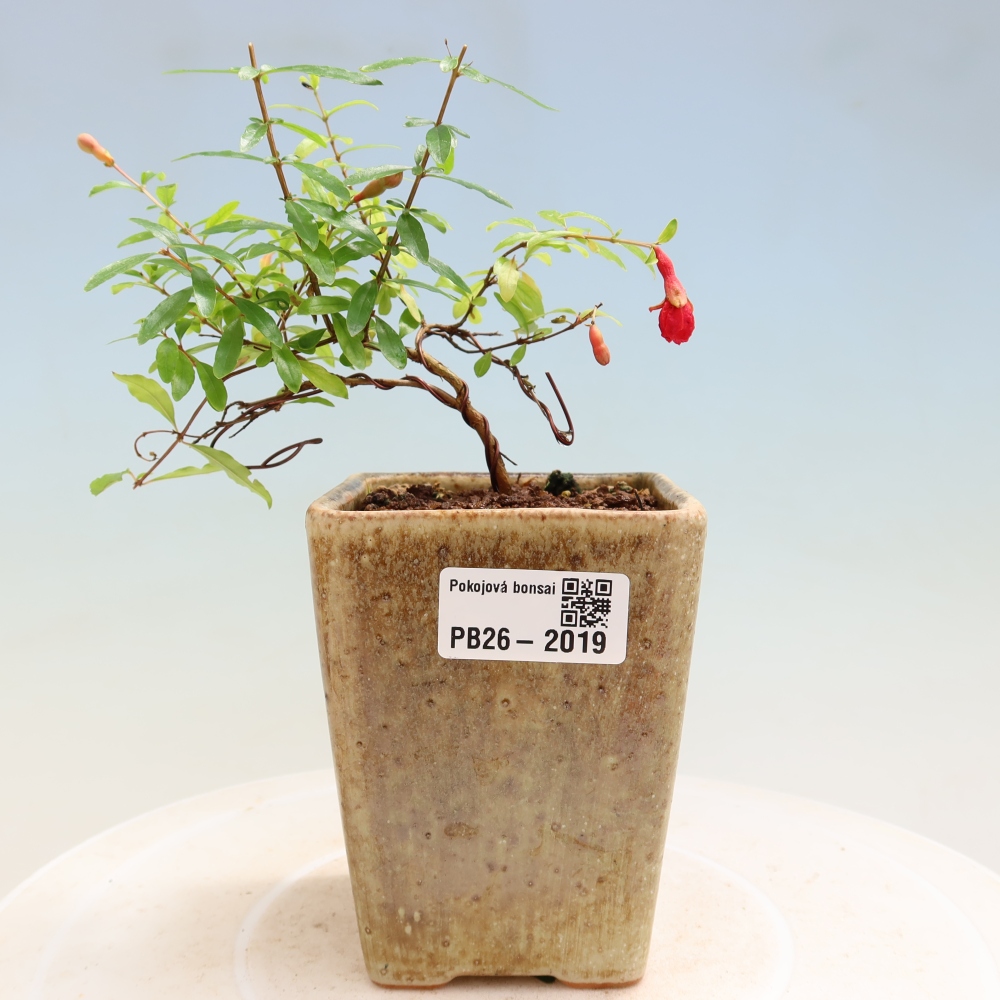 Camera bonsai-PUNICA granatum nana-Mela granata