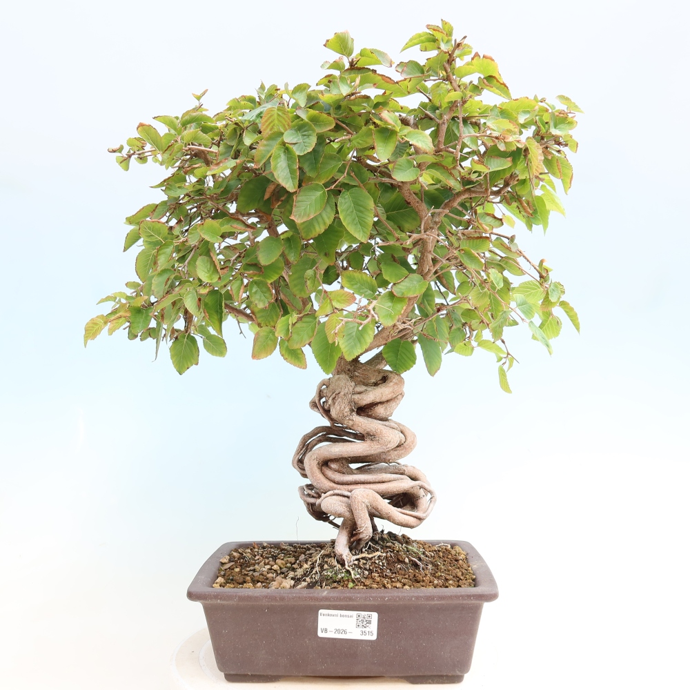 Bonsai da esterno -Carpinus CARPINOIDES - Carpino coreano