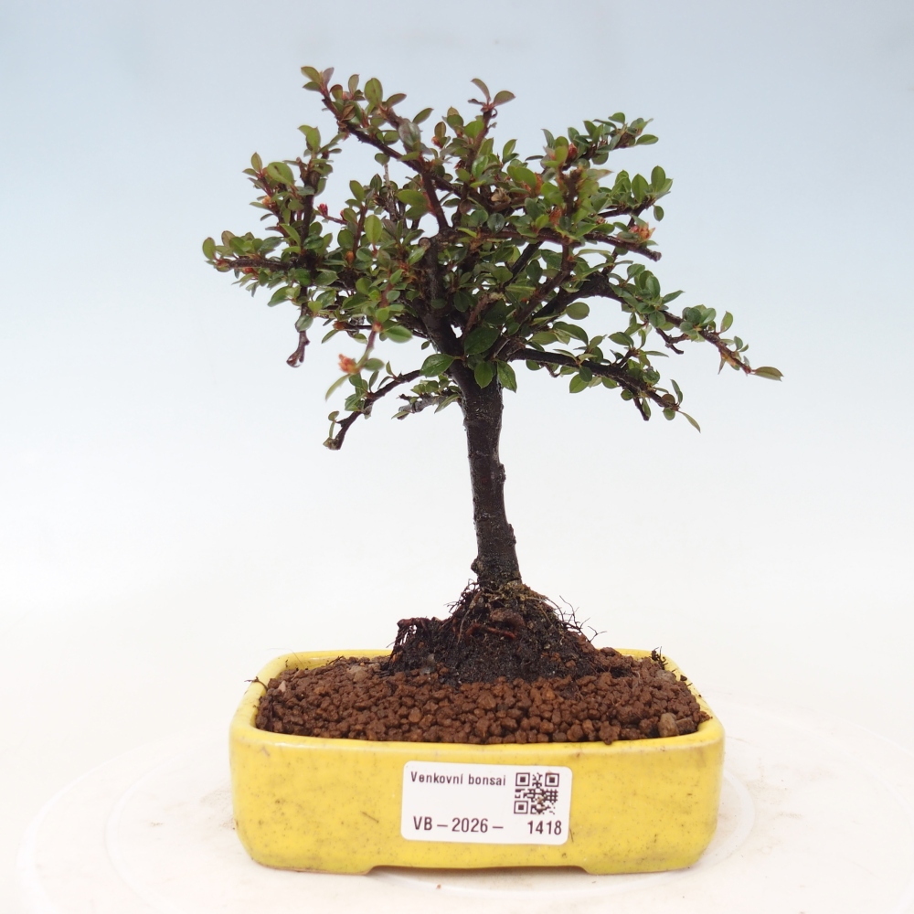 Bonsai da esterno - Cotoneaster horizontalis - Rocky Mountain