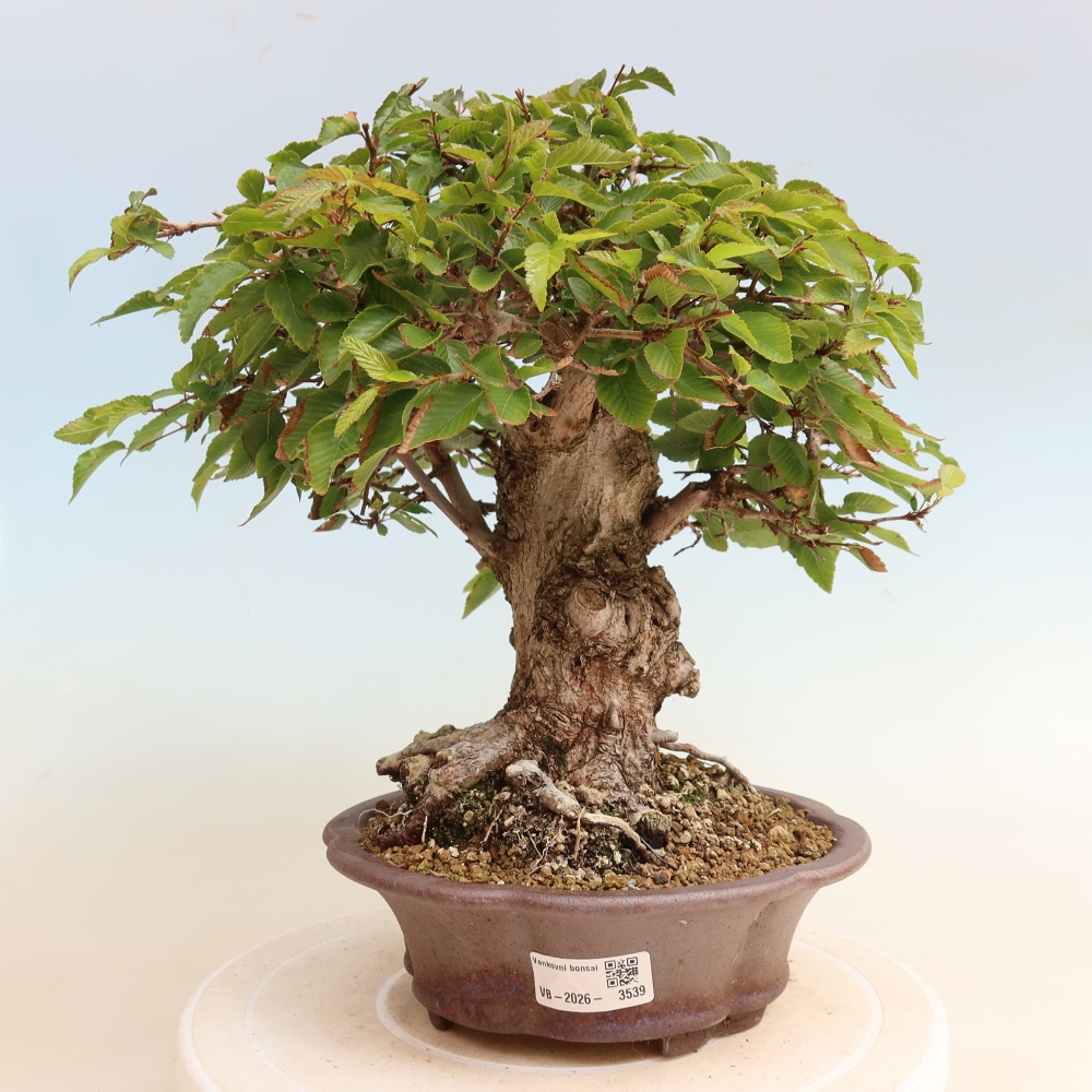 Bonsai da esterno -Carpinus CARPINOIDES - Carpino coreano