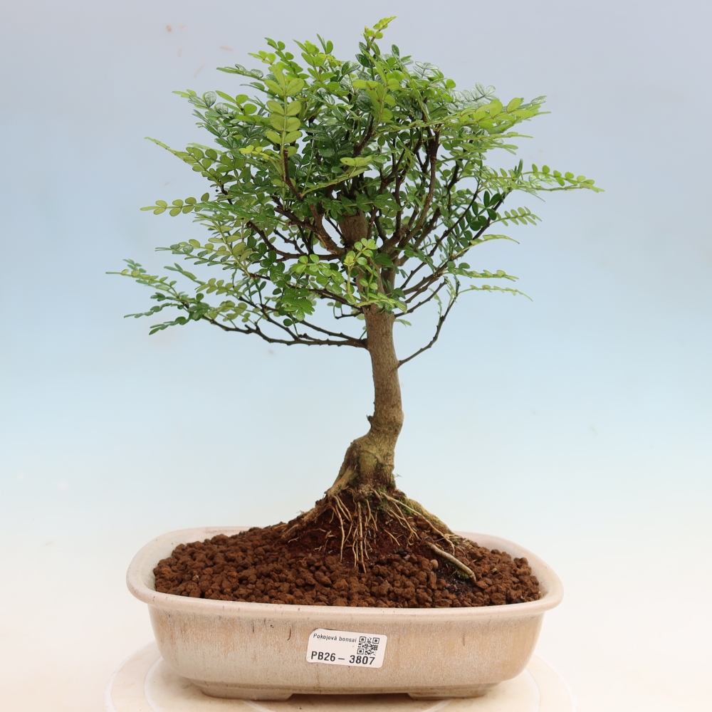 Camera bonsai - Zantoxylum piperitum - albero del pepe