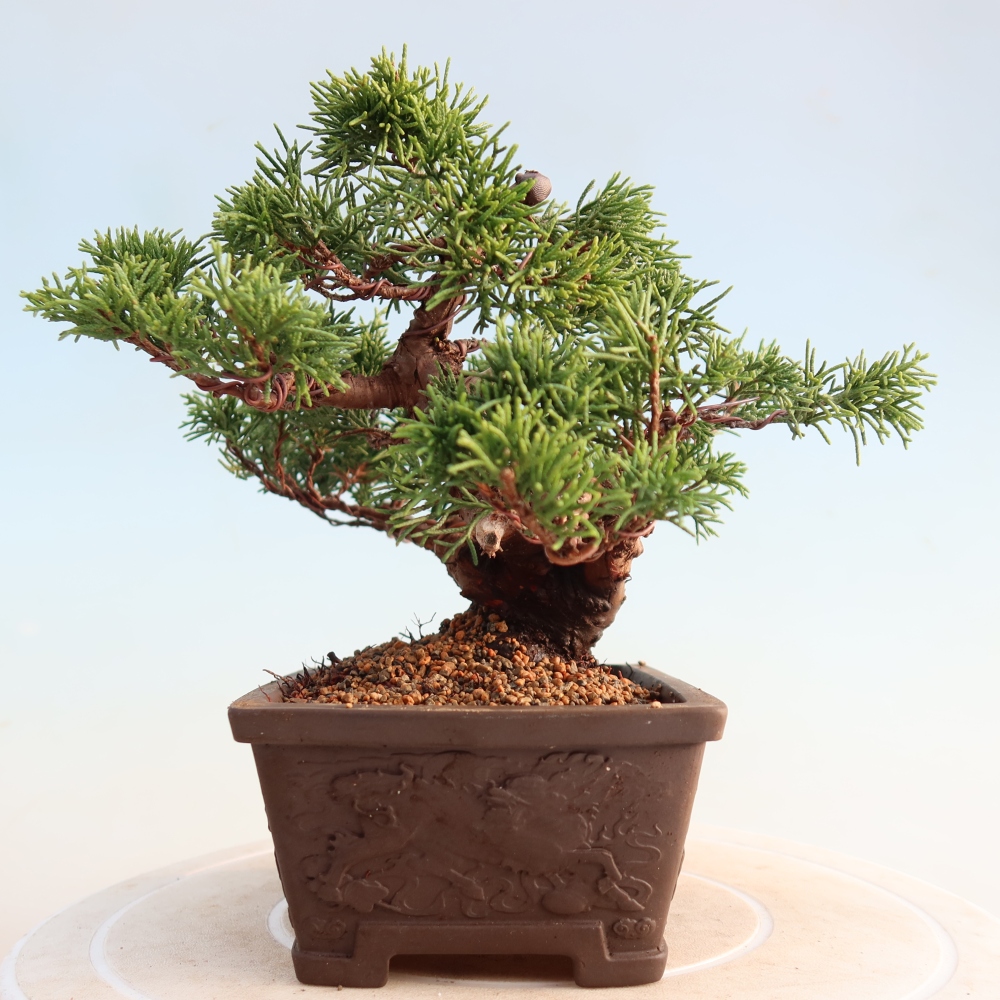 Bonsai da esterno - Juniperus chinensis Itoigawa