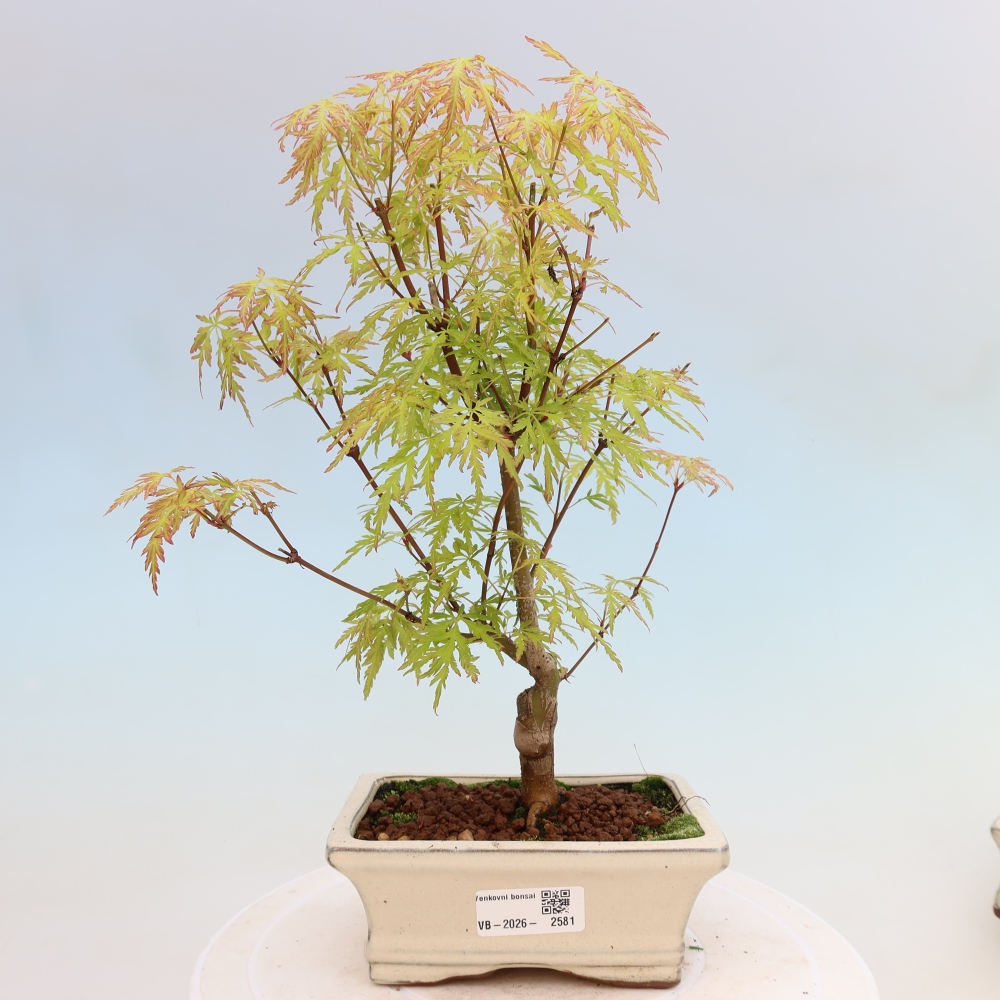 Bonsai da esterno - Acer palmatum Dissectum