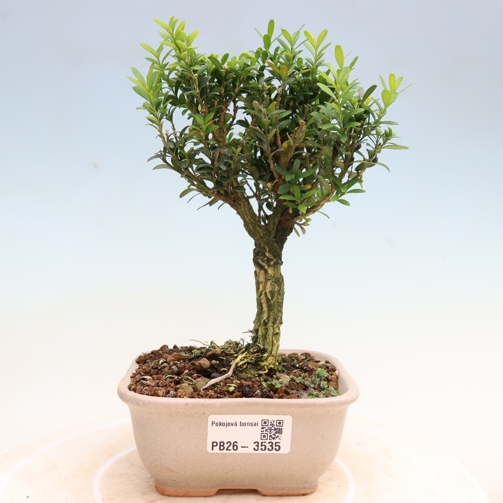 Camera bonsai - Buxus harlandii - buxus da sughero
