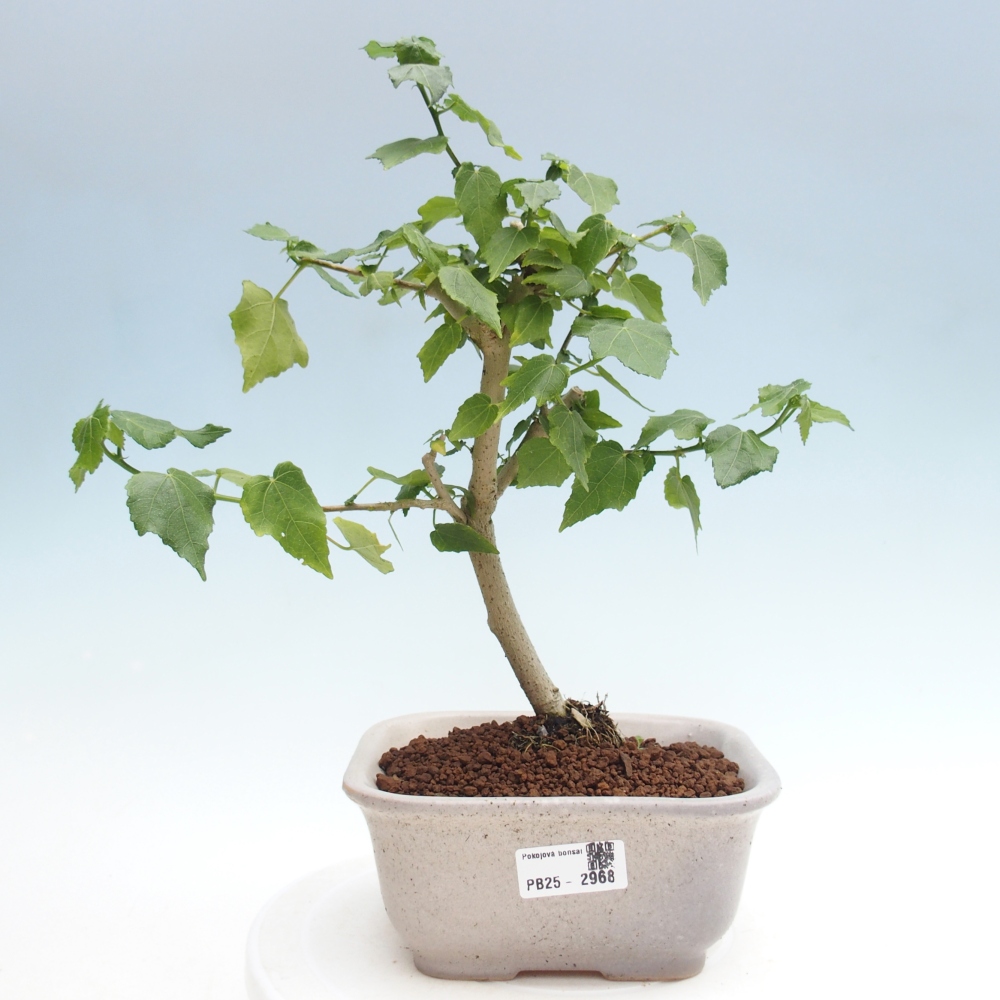Bonsai da interno - Malvaviscus arboreus