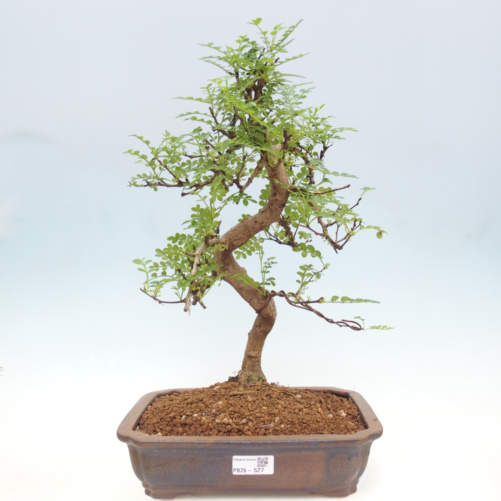 Camera bonsai - Zantoxylum piperitum - albero del pepe