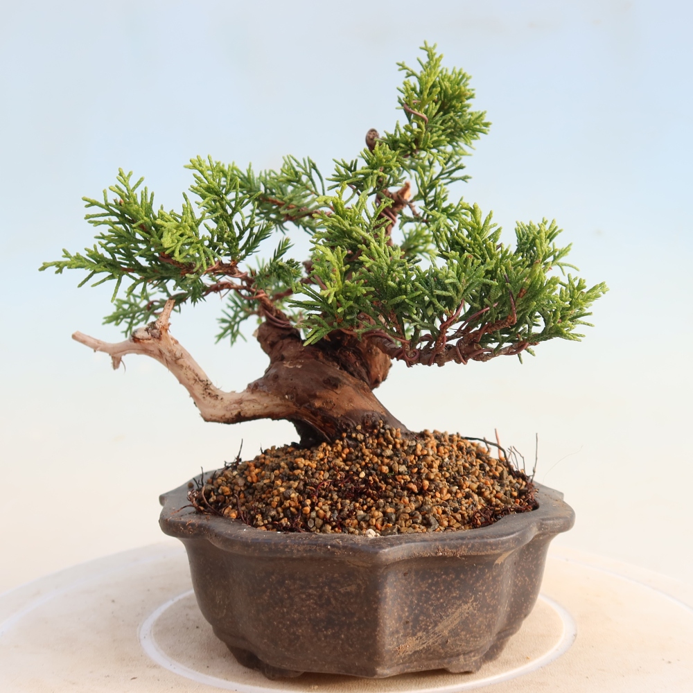 Bonsai da esterno - Juniperus chinensis Itoigawa