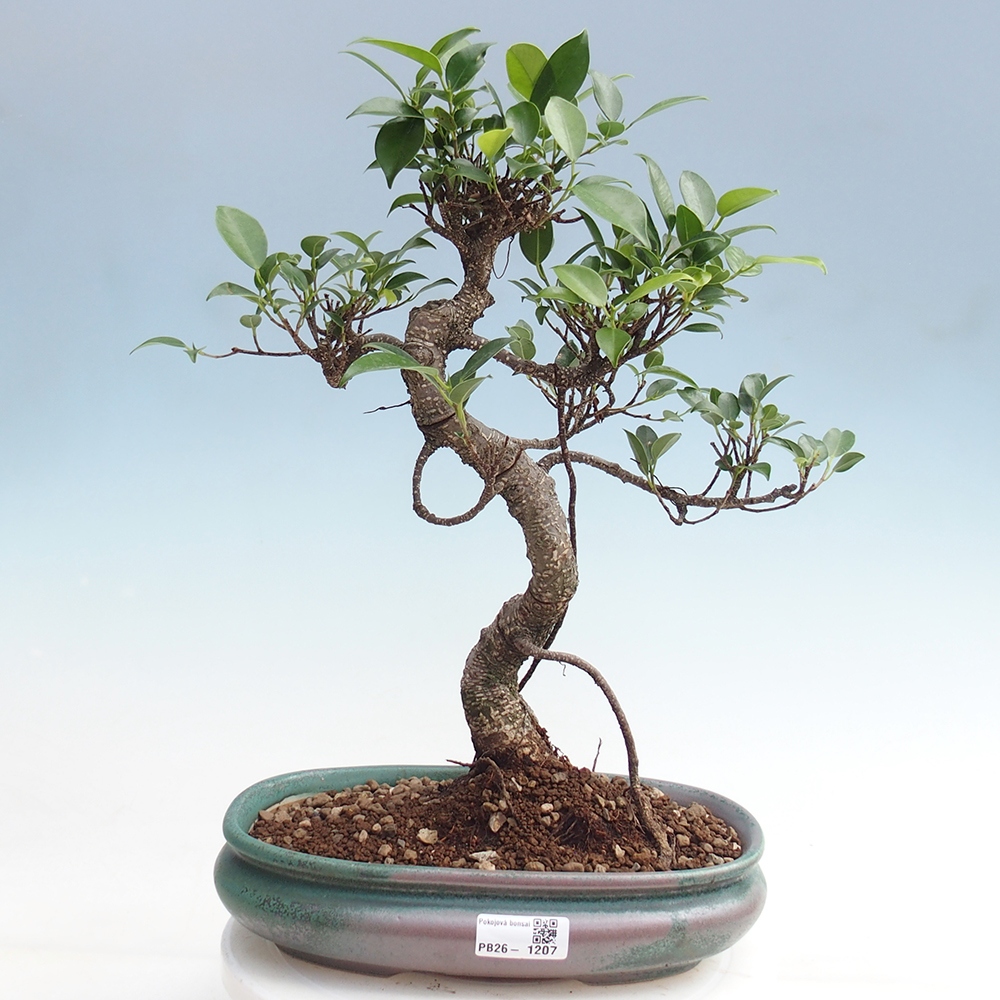 Camera bonsai - Ficus kimmen - ficus a foglie piccole