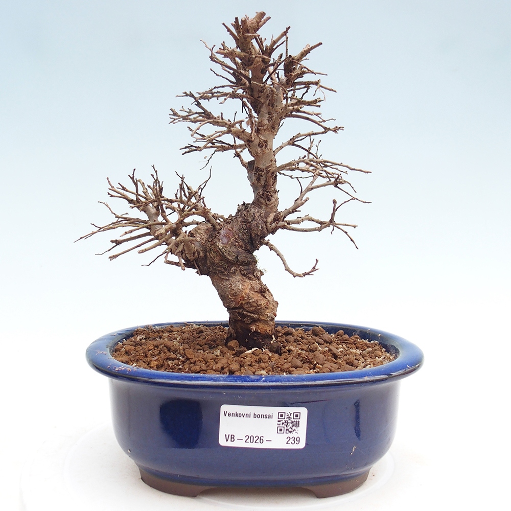 Bonsai da esterno - Zelkova - Zelkova NIRE