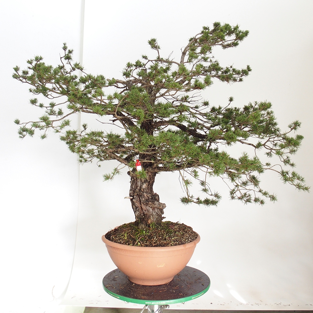 Yamadori - Pinus sylvestris Spagna