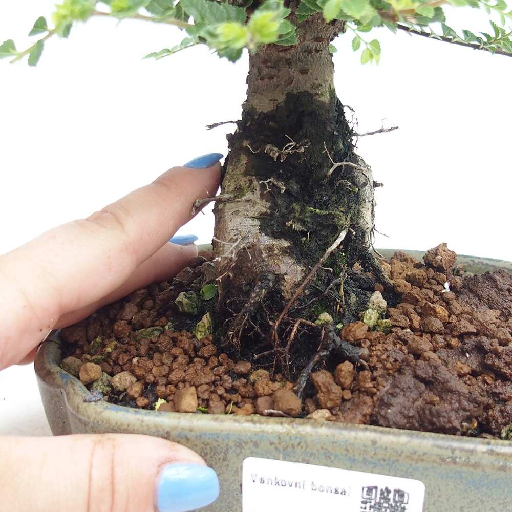 Bonsai da esterno - Ulmus parvifolia Hokkaido - Olmo cinese