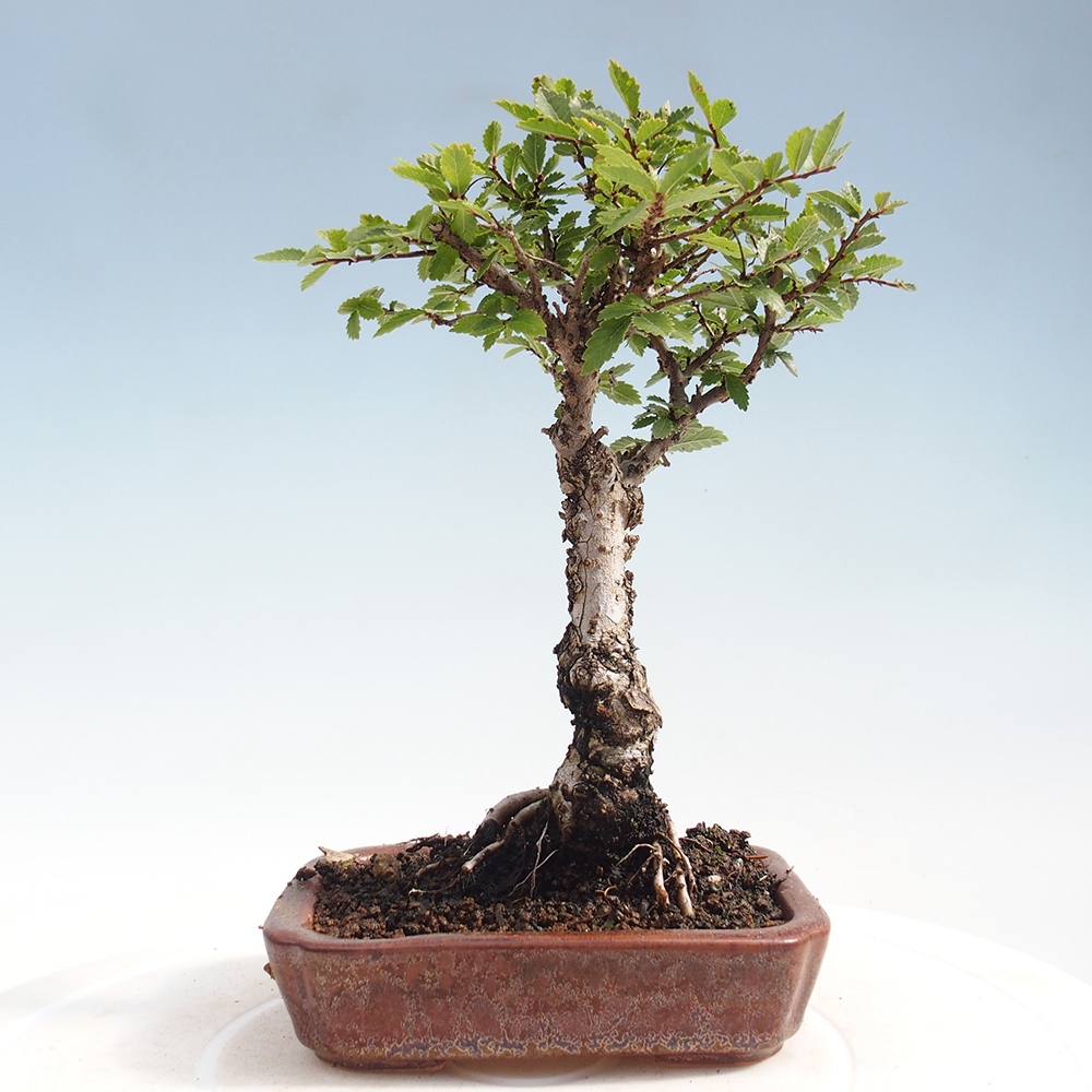 Bonsai da esterno - Zelkova - Zelkova NIRE
