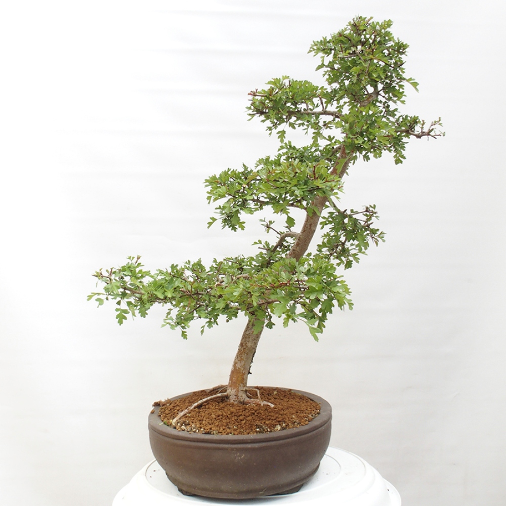 Bonsai da esterno - Biancospino - Crataegus monogyna