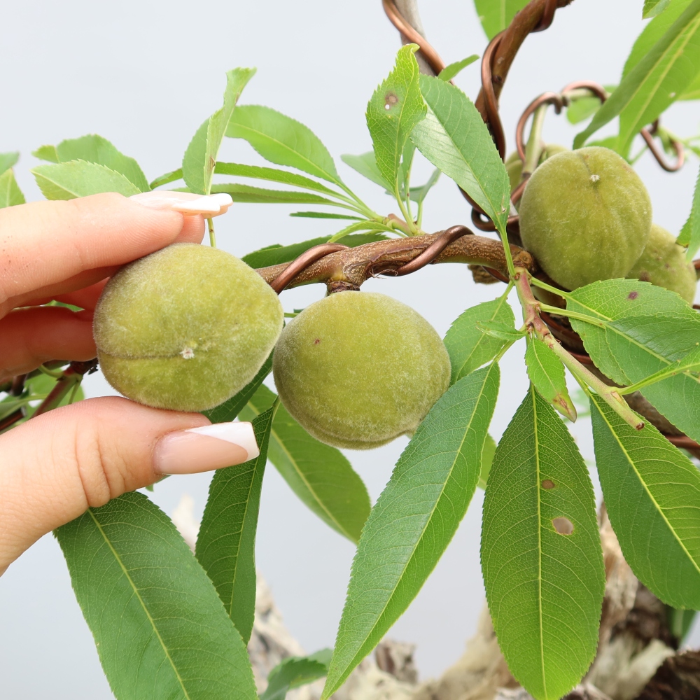 Bonsai da esterno - Prunus dulcis – Mandorlo comune