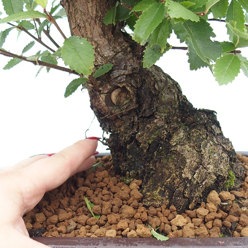 Bonsai da esterno - Zelkova - Zelkova NIRE