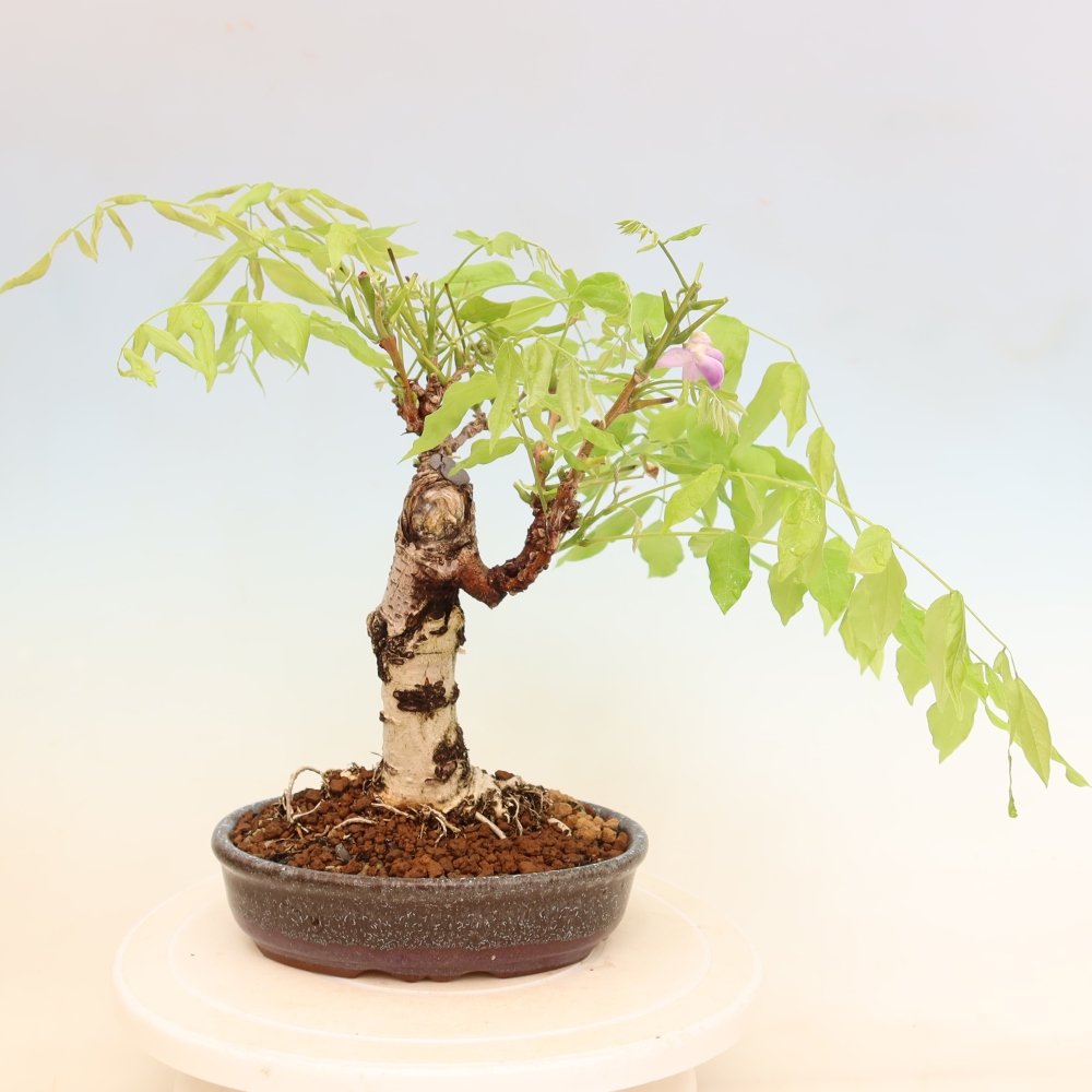Bonsai da esterno - Glicine floribunda