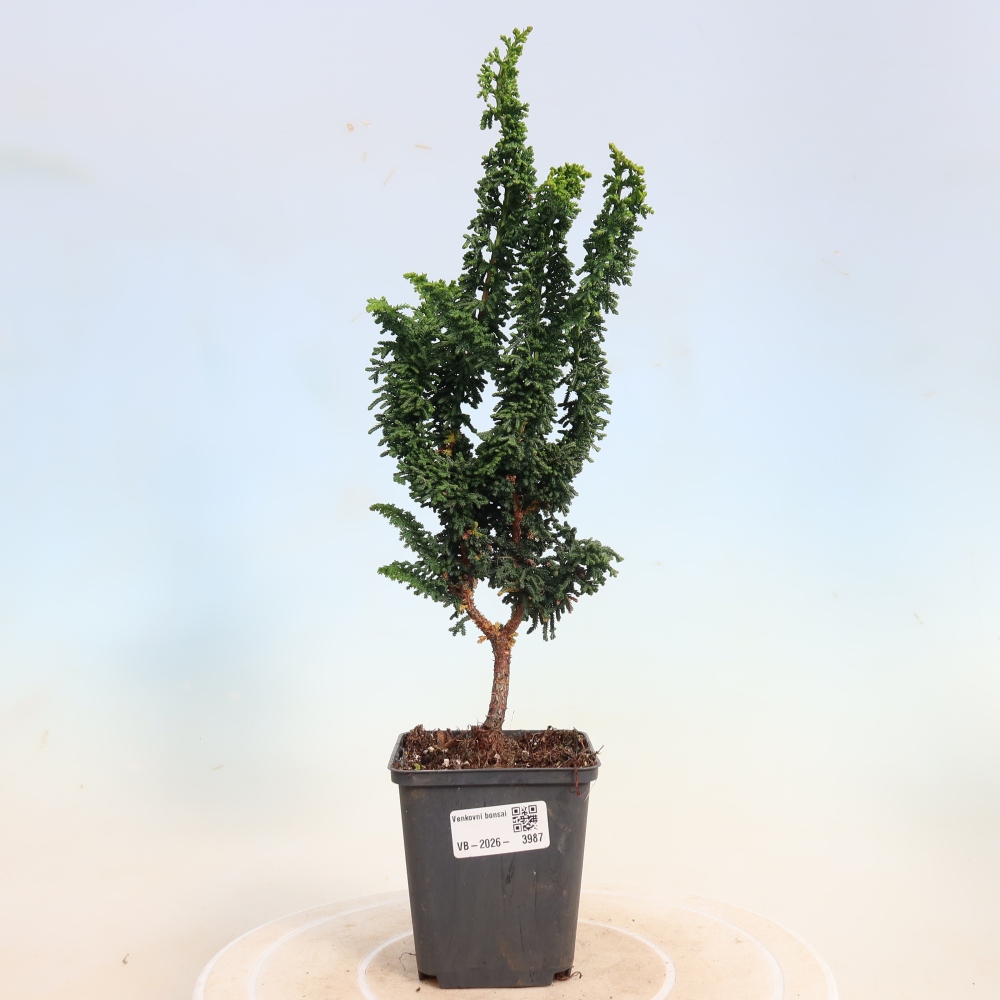 Bonsai da esterno - Cham. obtusa SEKKA HINOKI - Cipresso