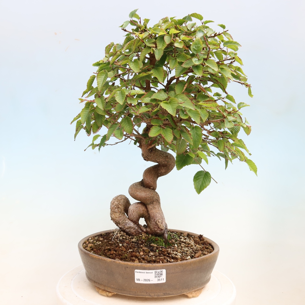 Bonsai da esterno -Carpinus CARPINOIDES - Carpino coreano