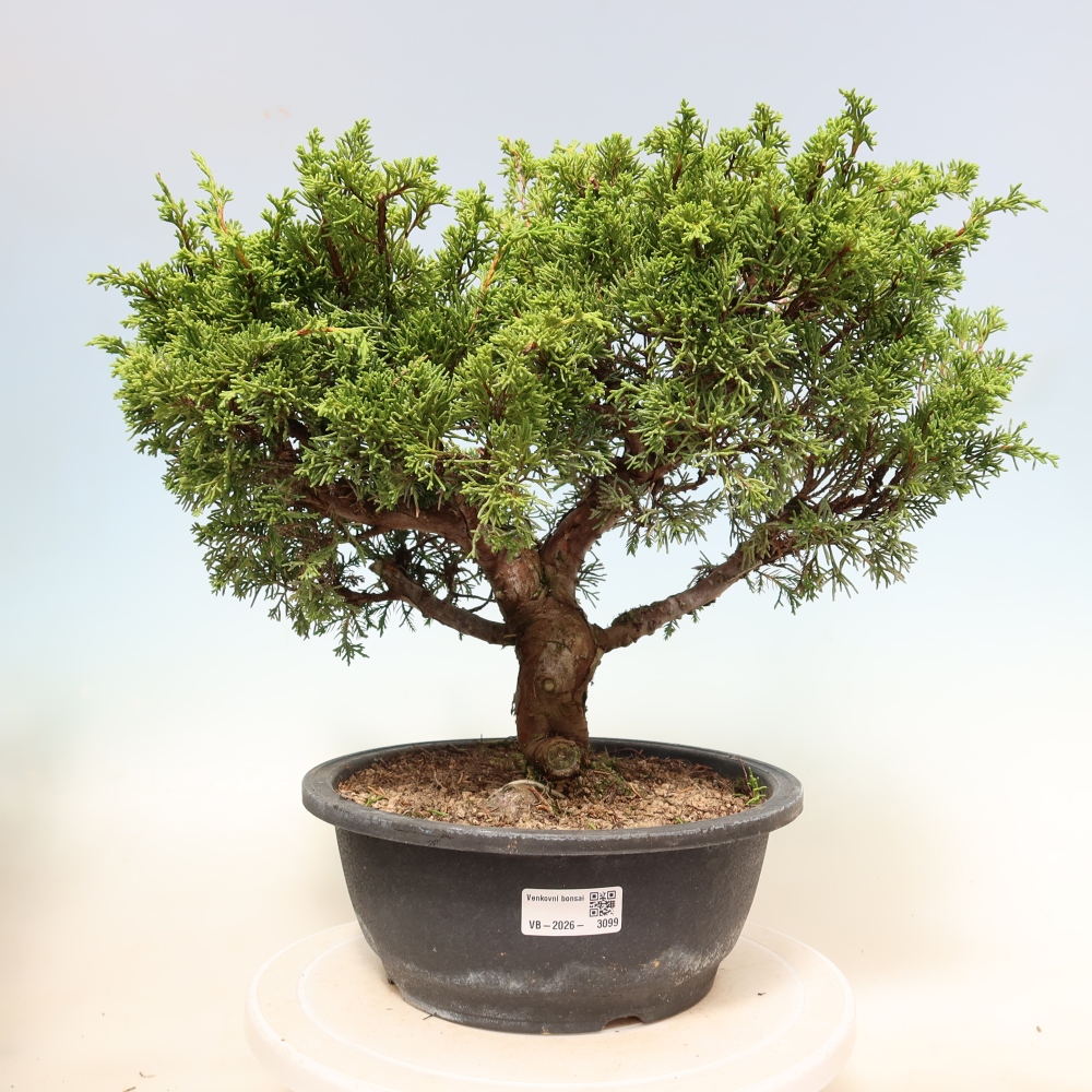 Bonsai da esterno - Juniperus chinensis Itoigawa-Juniperus chinensis