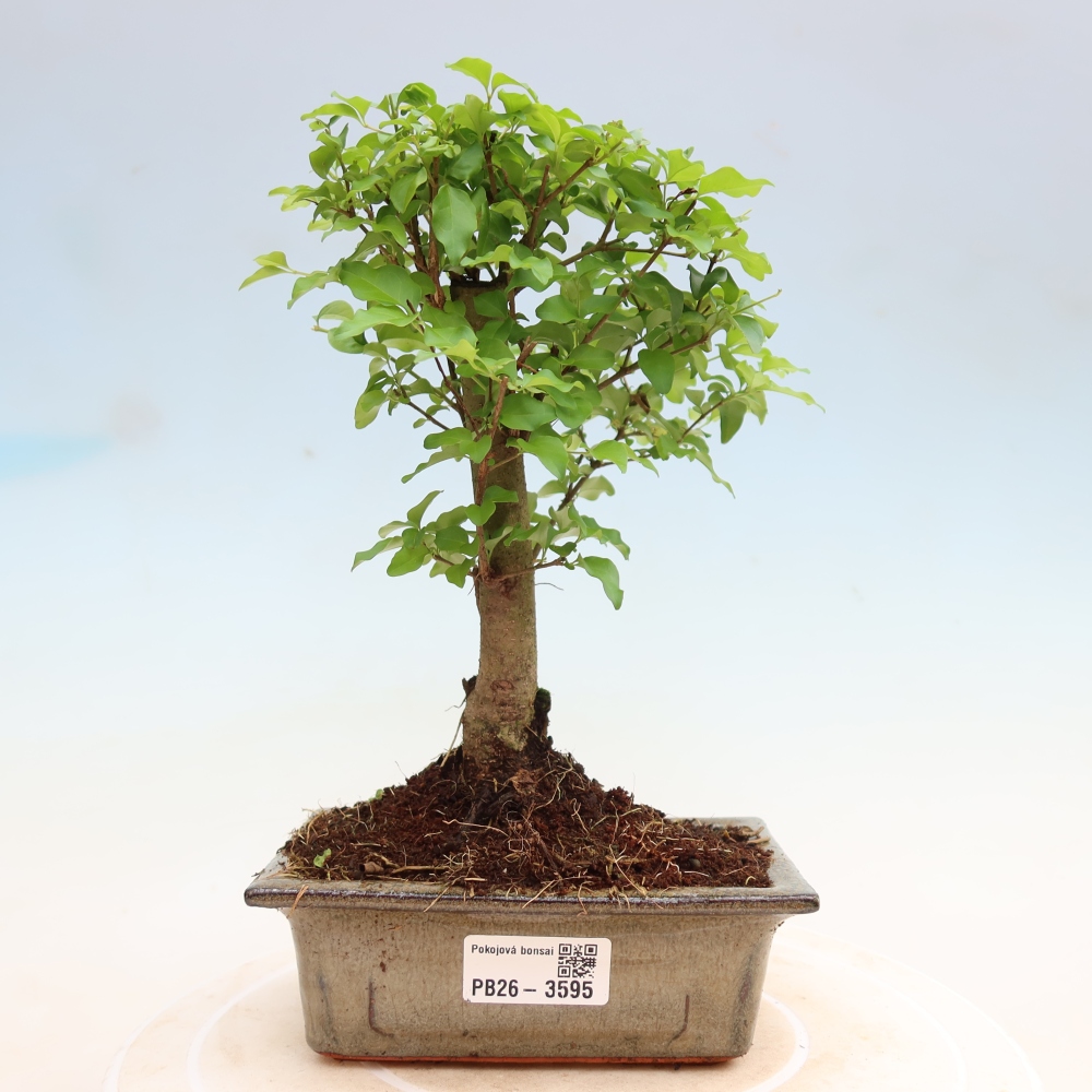 Camera bonsai -Ligustrum chinensis - Becco d'uccello