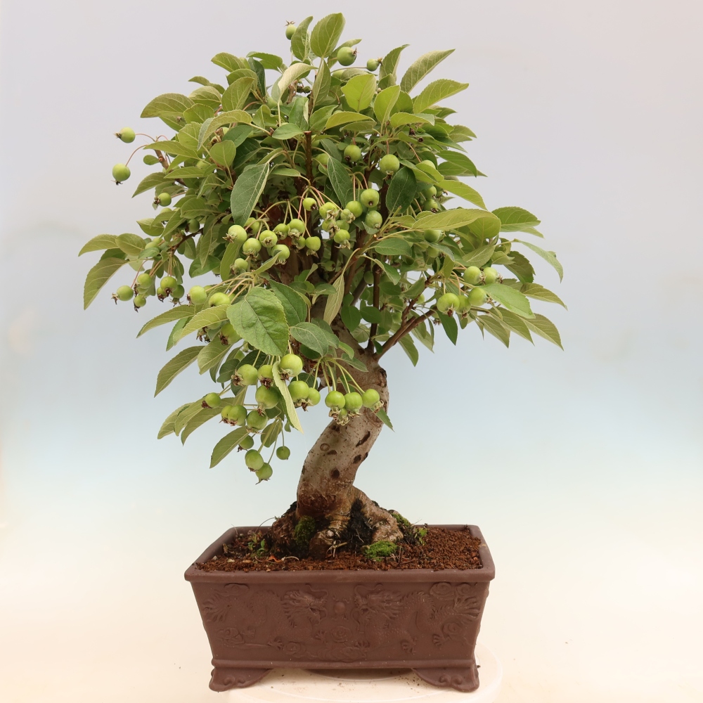 Bonsai da esterno -Malus halliana - Melo a frutto piccolo