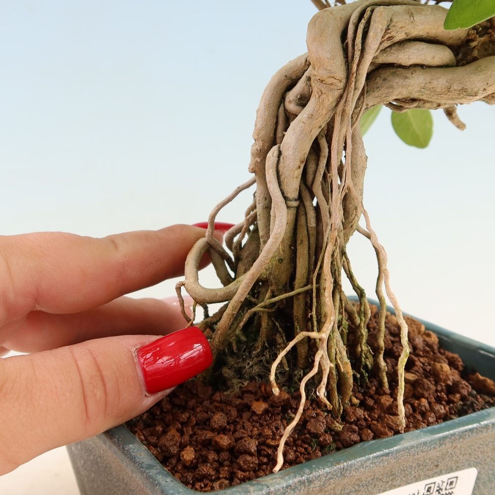 Bonsai da interno - Premna serratifolia - Kozlovna malolista